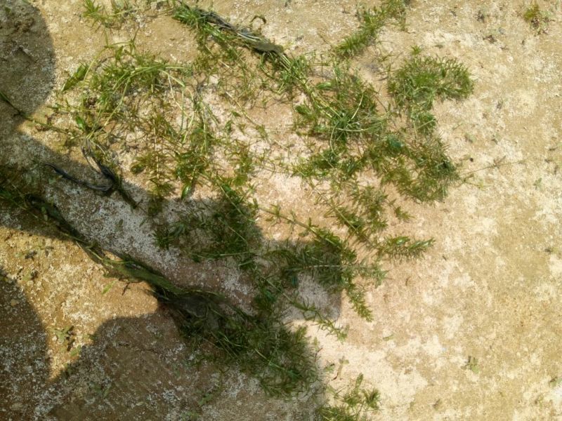 植物黑藻10~20cm