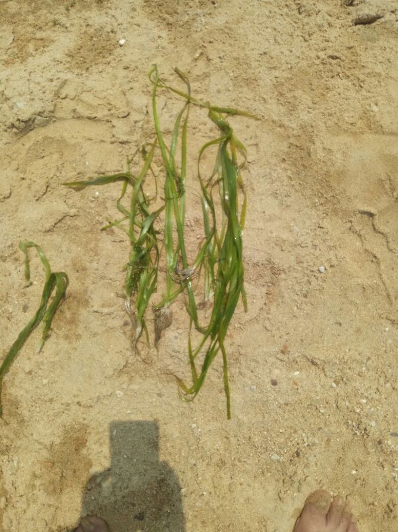 植物黑藻10~20cm