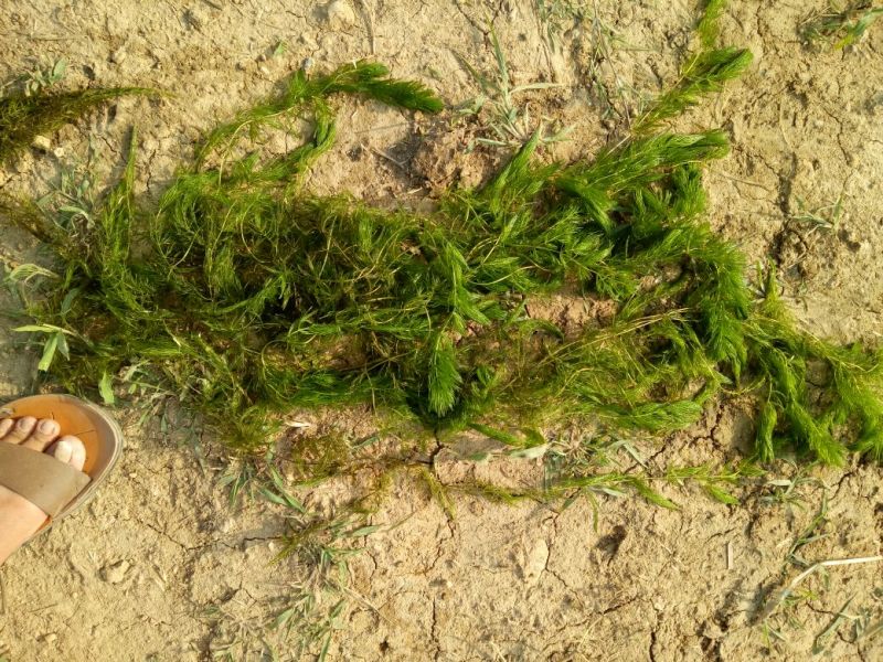 植物黑藻10~20cm