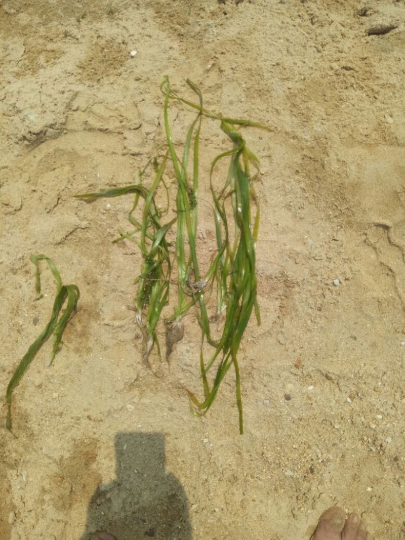 植物黑藻10~20cm