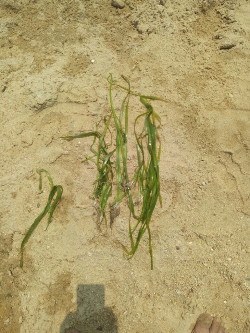 植物黑藻10~20cm