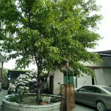 黄葛树3m以上