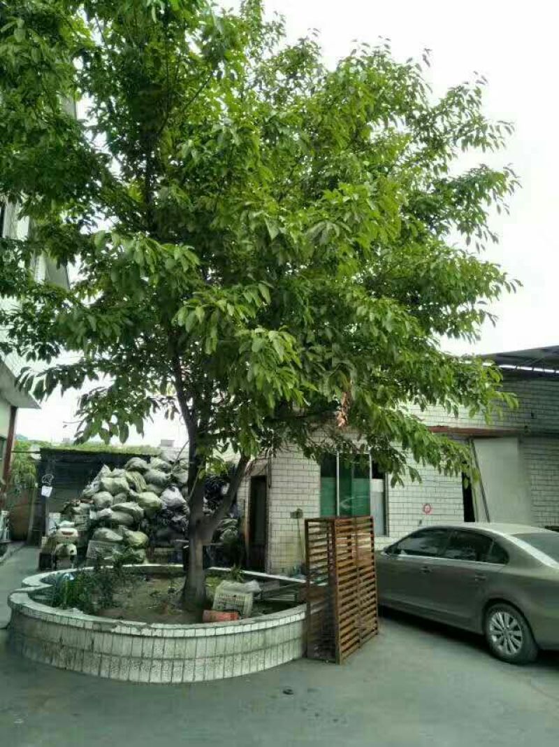 黄葛树3m以上
