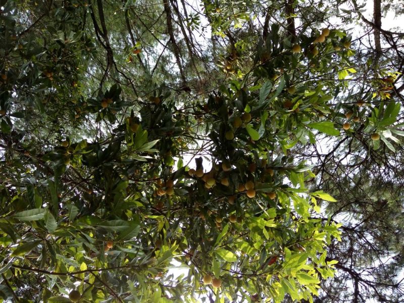 杨梅苗30~50cm