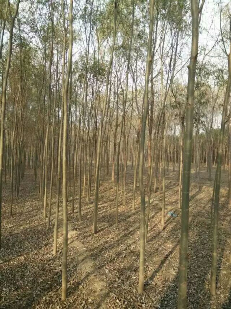 旱柳12~18cm6~8cm3~3.5米