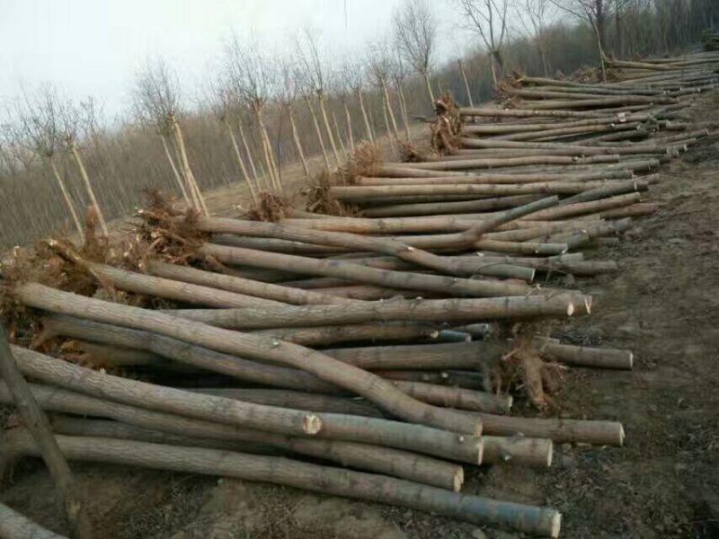 旱柳12~18cm6~8cm3~3.5米