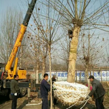 10-20cm法桐，平头发冠法桐量大