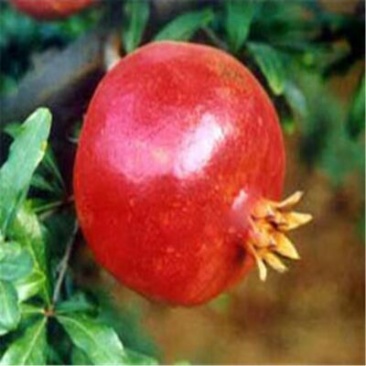 泰山石榴苗根系发达成活高50cm