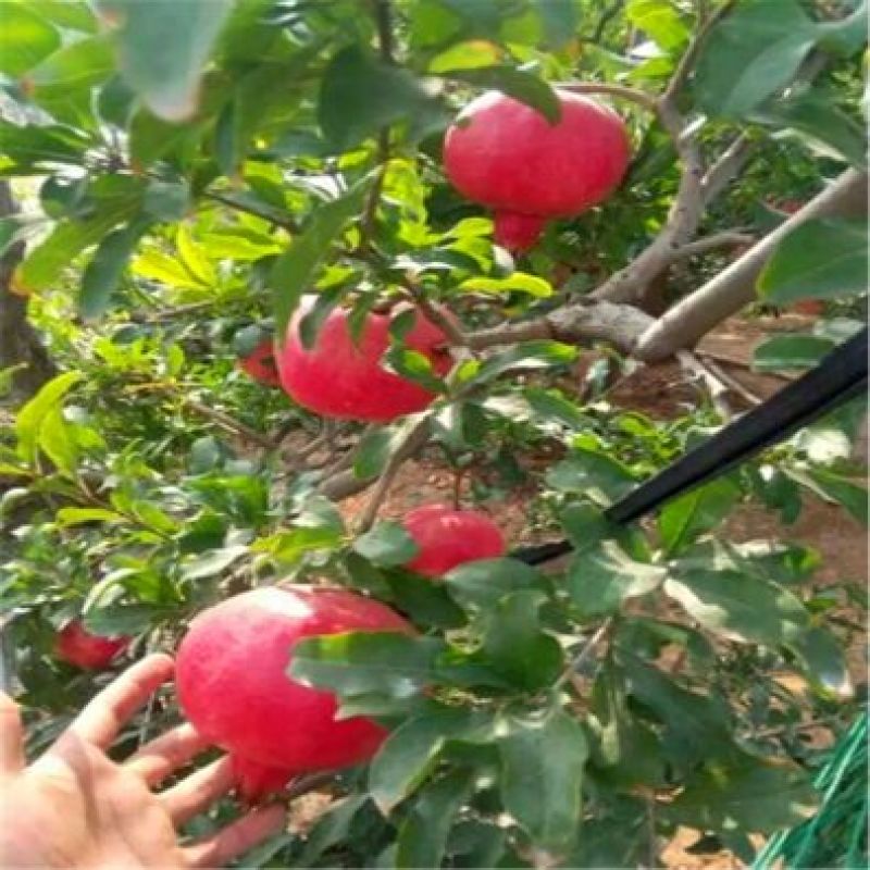泰山石榴苗根系发达成活高50cm