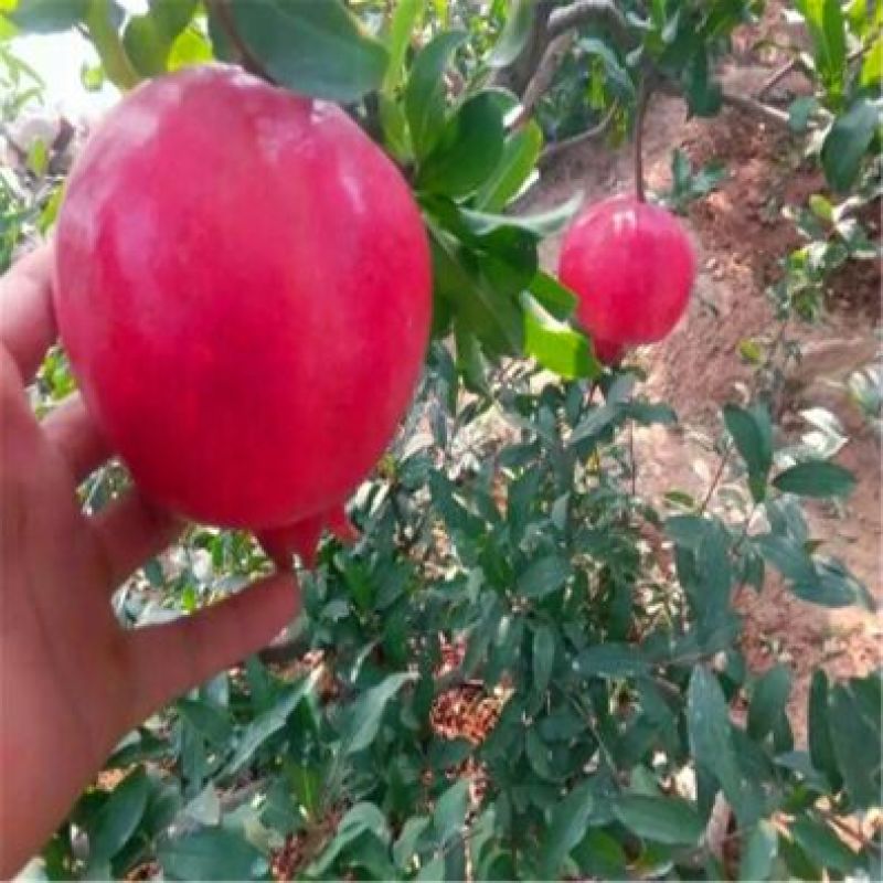 泰山石榴苗根系发达成活高50cm
