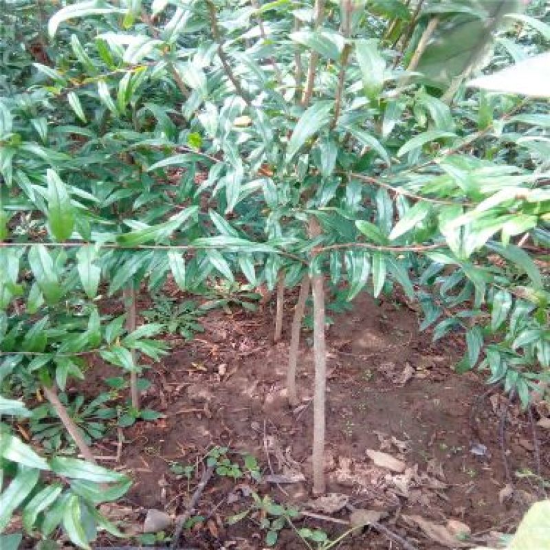 泰山石榴苗根系发达成活高50cm