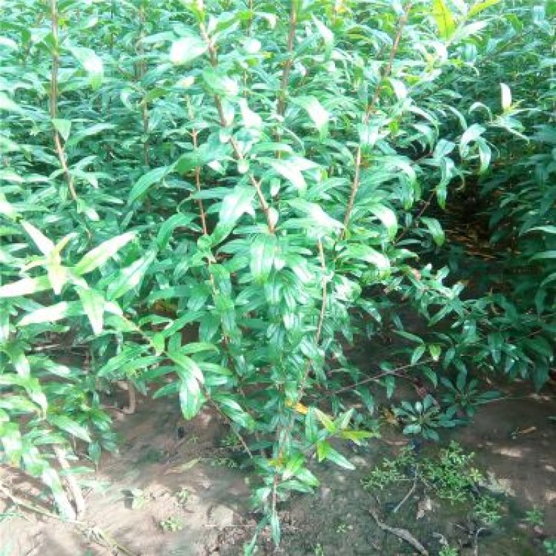 泰山石榴苗根系发达成活高50cm