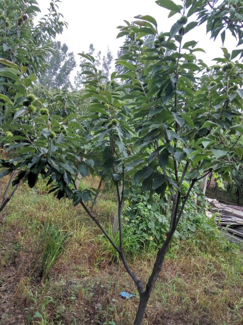 大红袍板栗苗山东板栗苗嫁接板栗苗价格新品种板栗苗基地