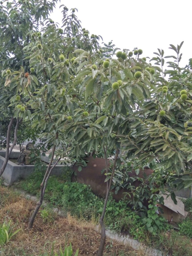 大红袍板栗苗山东板栗苗嫁接板栗苗价格新品种板栗苗基地