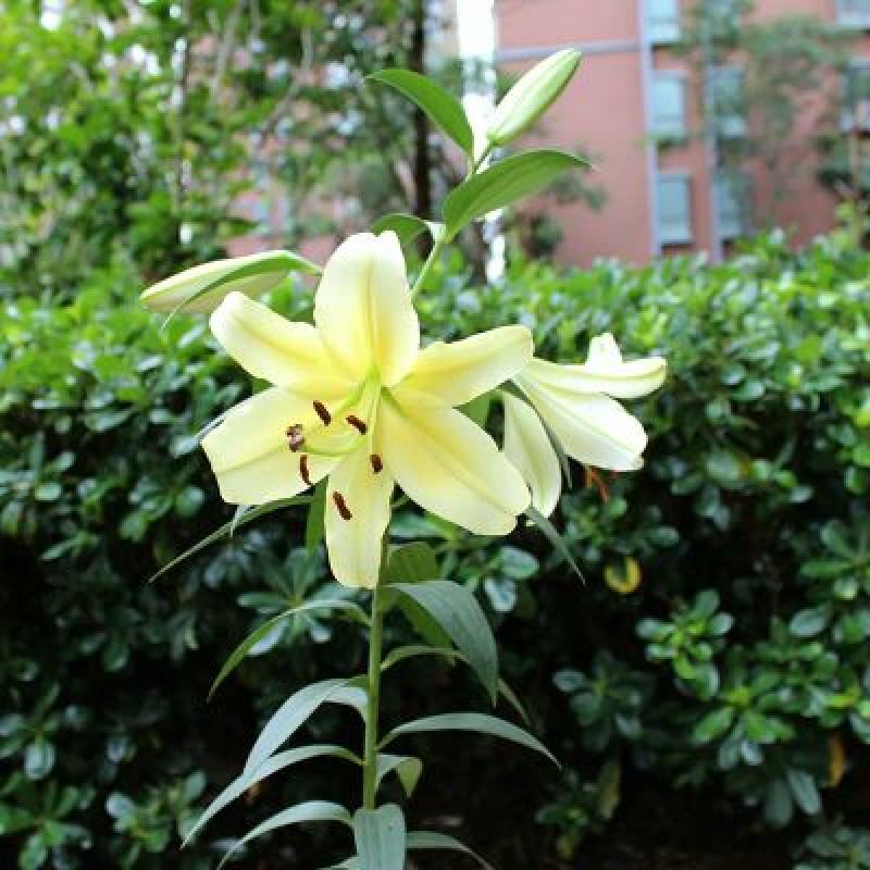 香水百合种球带芽百合花盆栽四季开花花卉植物室内花室外易活