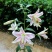 香水百合种球带芽百合花盆栽四季开花花卉植物室内花室外易活