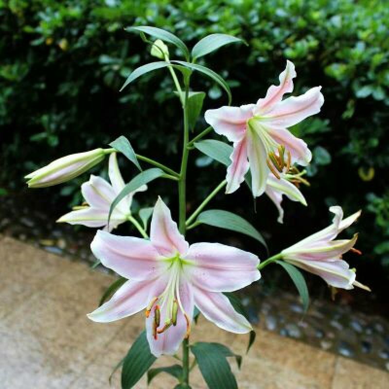 香水百合种球带芽百合花盆栽四季开花花卉植物室内花室外易活