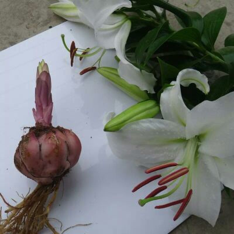 香水百合种球带芽百合花盆栽四季开花花卉植物室内花室外易活