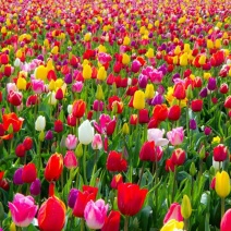 进口郁金香种球耐寒室内盆栽花卉绿植郁金香花苗四季可播
