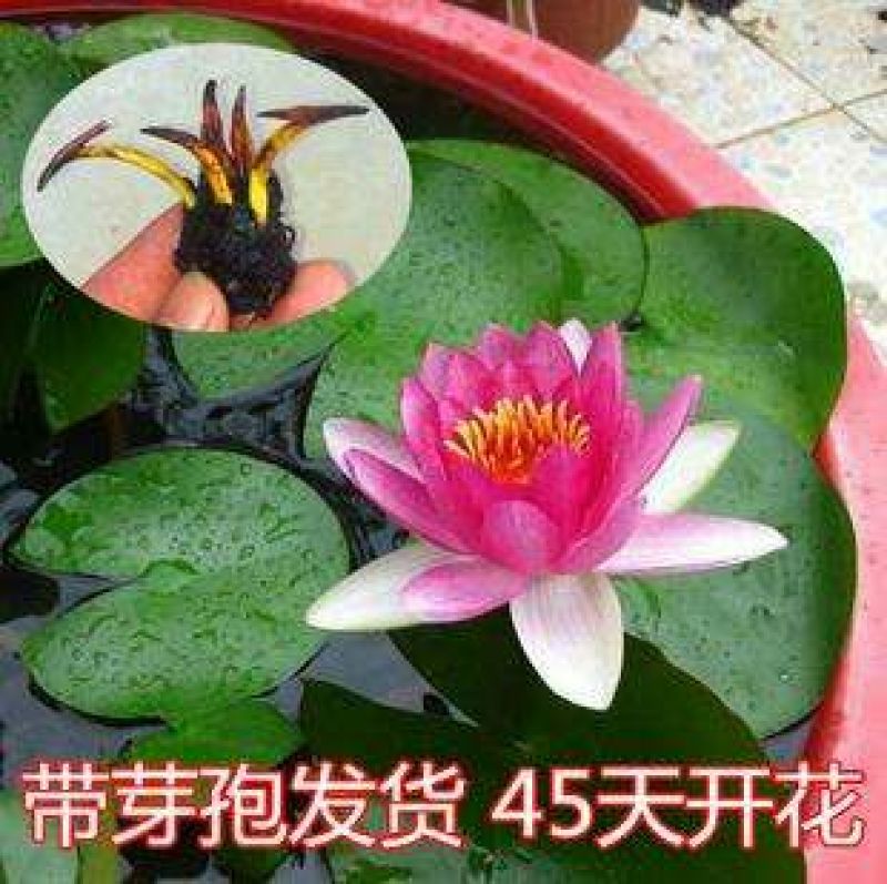 池塘水池大睡莲睡莲根块水培植物水生根块大睡莲花根