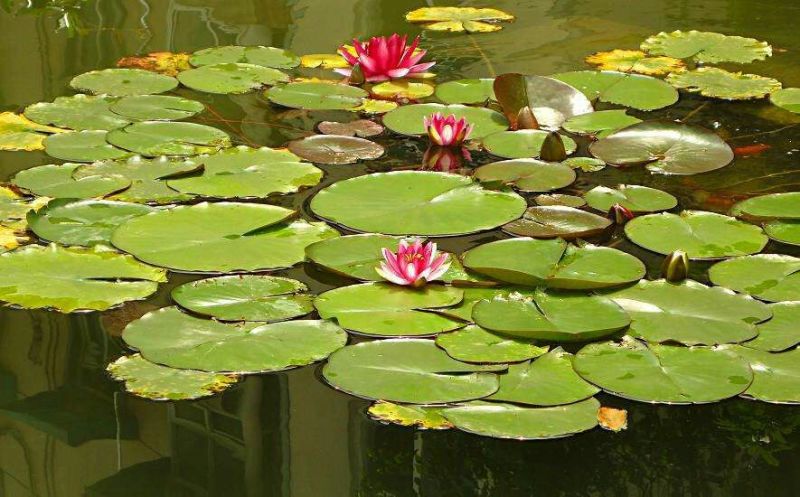 池塘水池大睡莲睡莲根块水培植物水生根块大睡莲花根