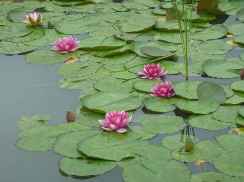 池塘水池大睡莲睡莲根块水培植物水生根块大睡莲花根