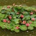 池塘水池大睡莲睡莲根块水培植物水生根块大睡莲花根