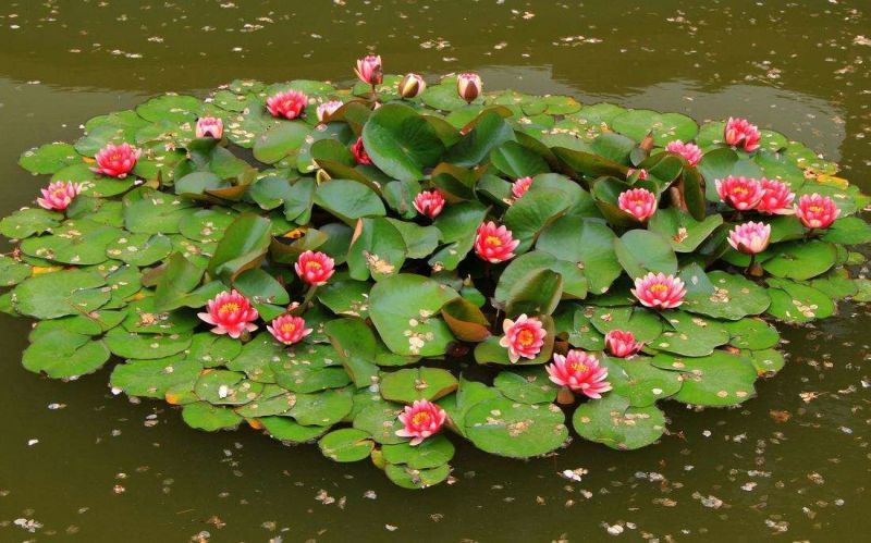 池塘水池大睡莲睡莲根块水培植物水生根块大睡莲花根