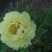 芍药花苗庭院花卉四季开花易活芍药根块带芽室内盆栽室外庭院