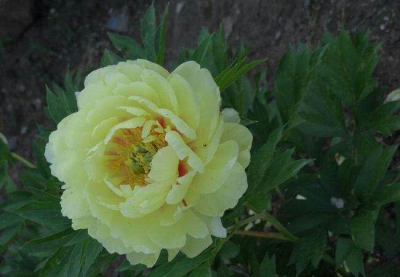 芍药花苗庭院花卉四季开花易活芍药根块带芽室内盆栽室外庭院