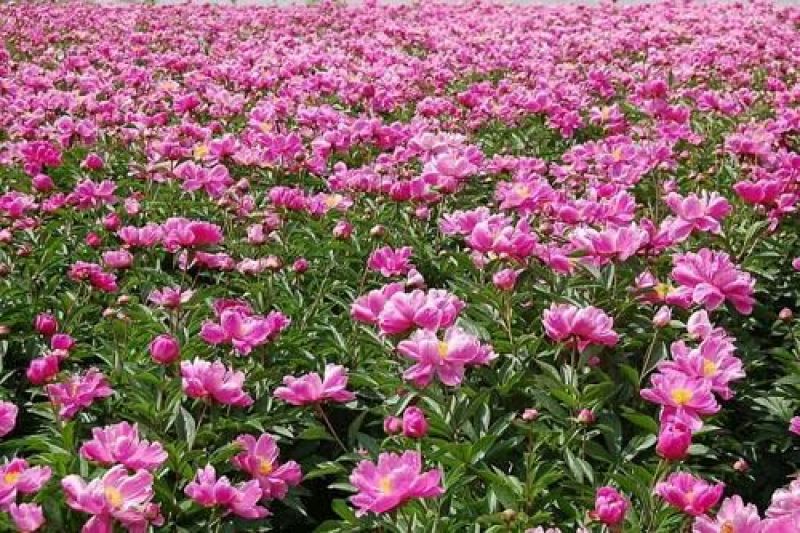 芍药花苗庭院花卉四季开花易活芍药根块带芽室内盆栽室外庭院