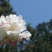 芍药花苗庭院花卉四季开花易活芍药根块带芽室内盆栽室外庭院