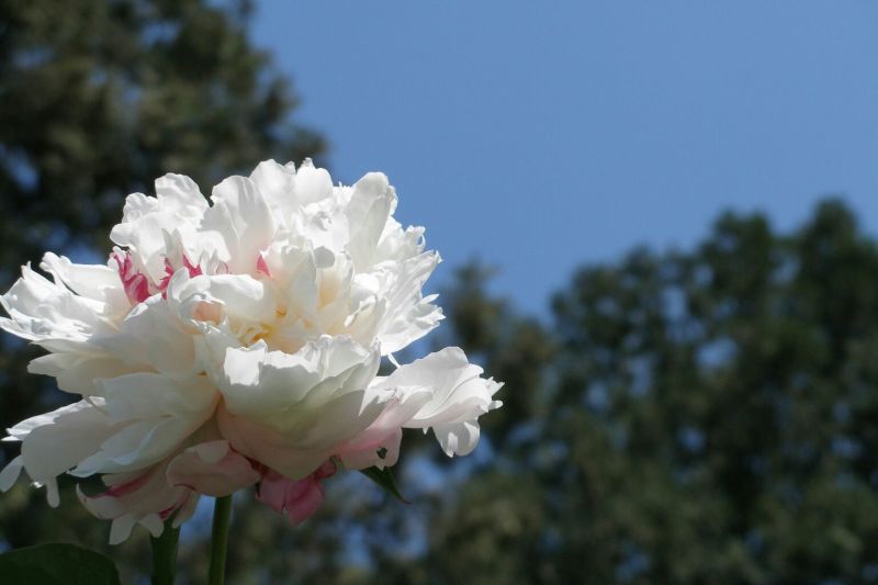 芍药花苗庭院花卉四季开花易活芍药根块带芽室内盆栽室外庭院