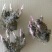 芍药花苗庭院花卉四季开花易活芍药根块带芽室内盆栽室外庭院