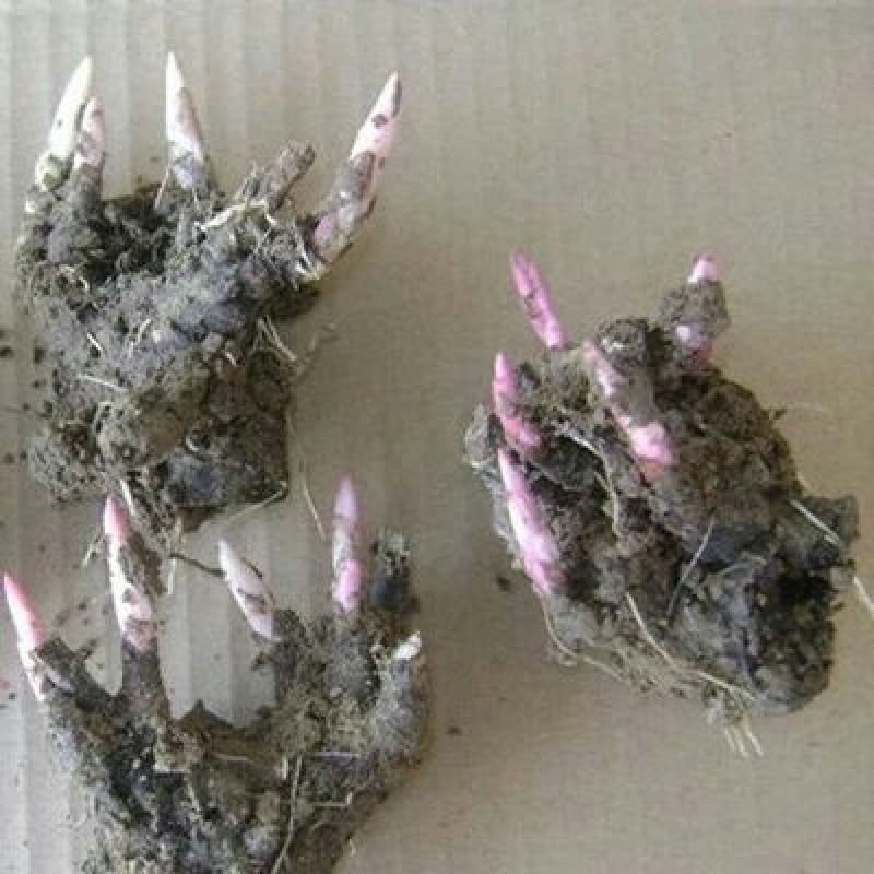 芍药花苗庭院花卉四季开花易活芍药根块带芽室内盆栽室外庭院