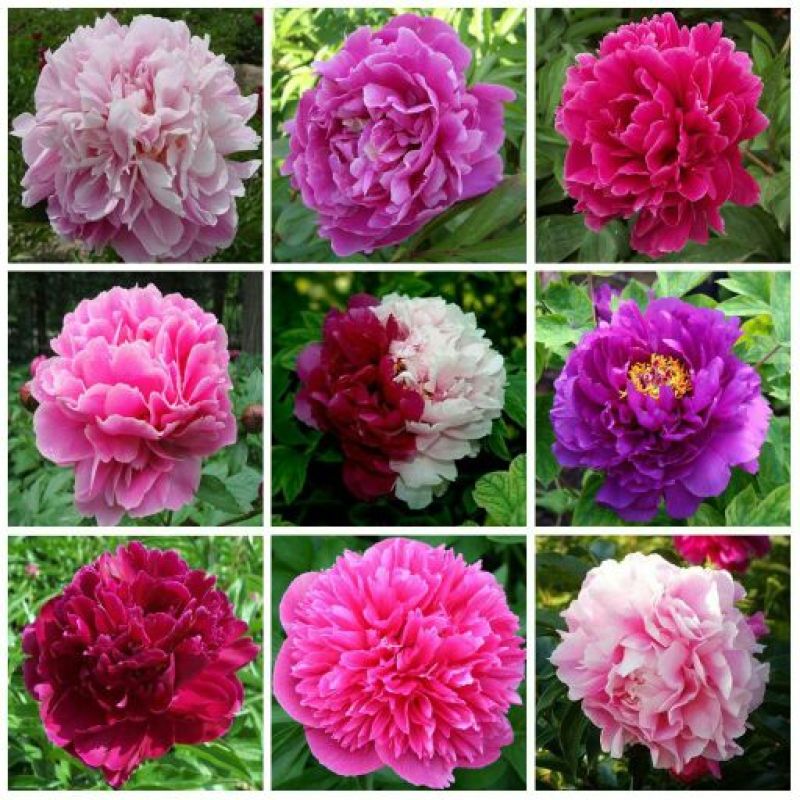 芍药花苗庭院花卉四季开花易活芍药根块带芽室内盆栽室外庭院