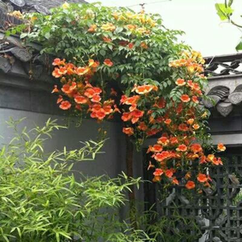 爬藤植物凌霄花苗凌霄苗凌霄花苗阳台绿植盆栽花