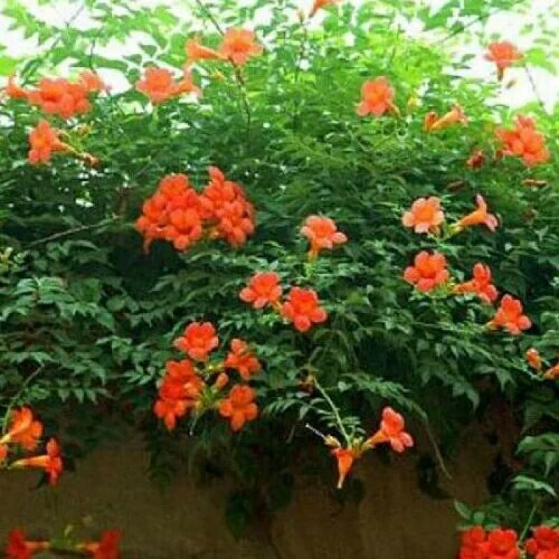 爬藤植物凌霄花苗凌霄苗凌霄花苗阳台绿植盆栽花