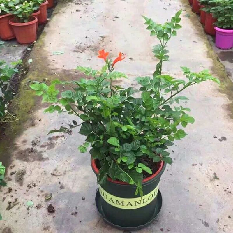 爬藤植物凌霄花苗凌霄苗凌霄花苗阳台绿植盆栽花