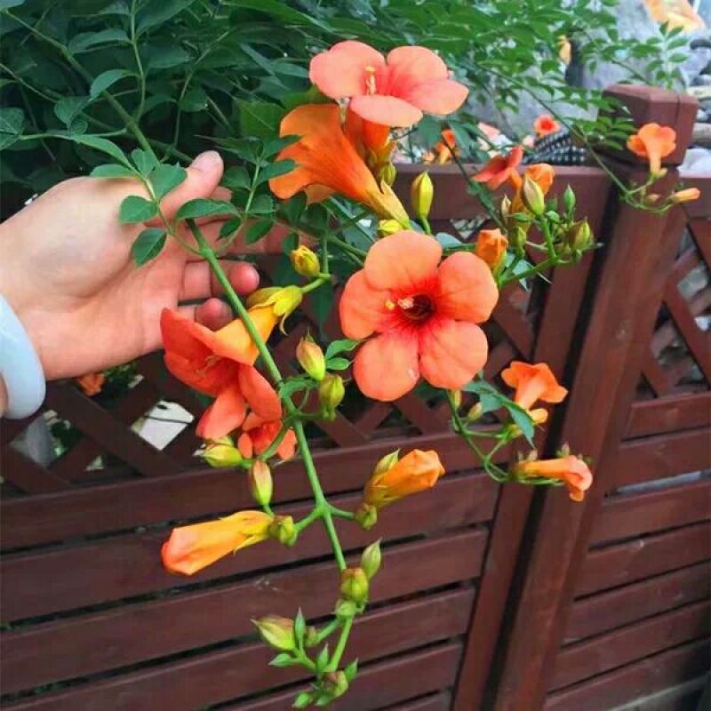 爬藤植物凌霄花苗凌霄苗凌霄花苗阳台绿植盆栽花