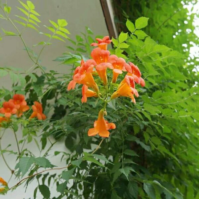 爬藤植物凌霄花苗凌霄苗凌霄花苗阳台绿植盆栽花