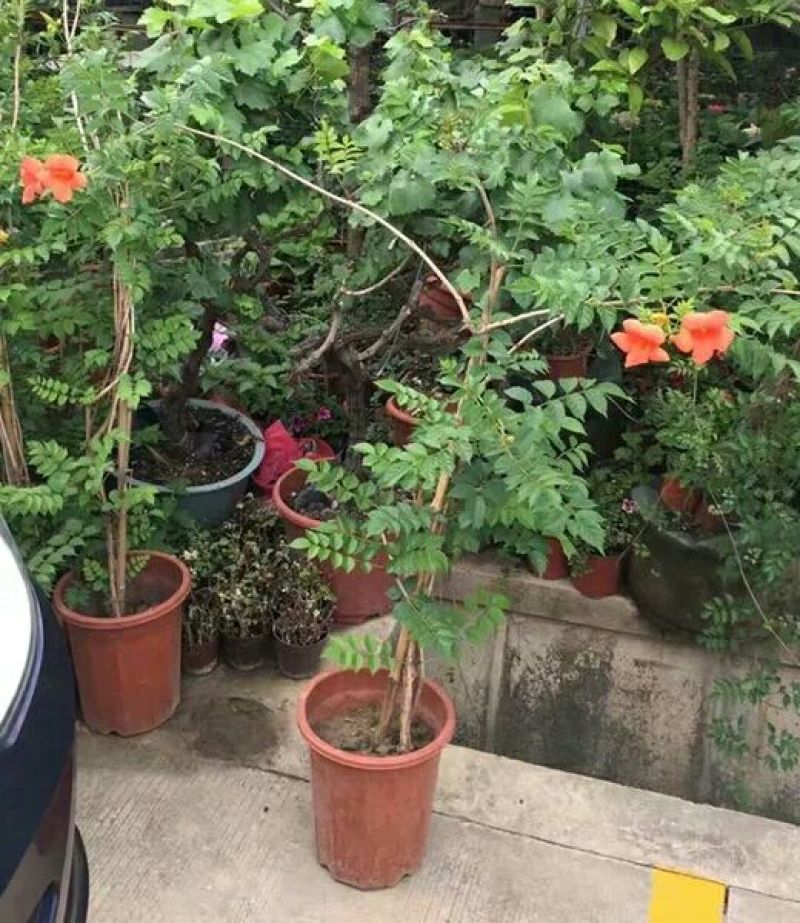 爬藤植物凌霄花苗凌霄苗凌霄花苗阳台绿植盆栽花
