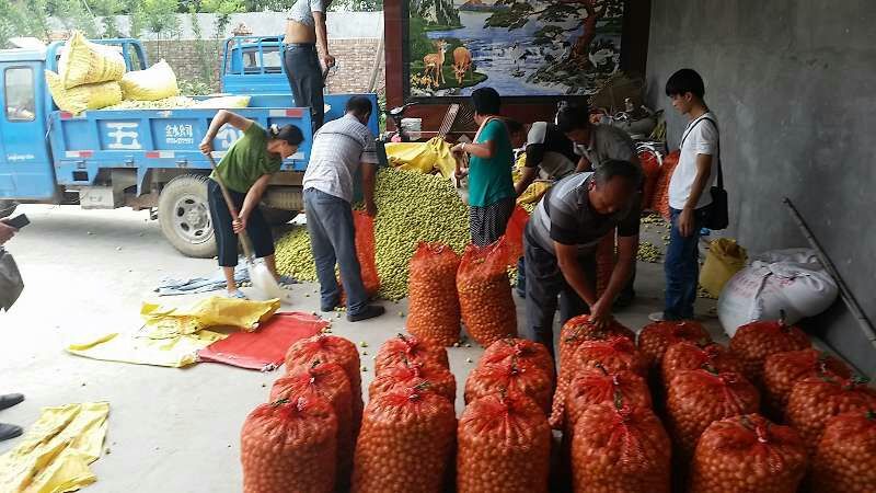 脆甜爽口鲜脆枣陆地鲜冬枣大量上市基地一手货源手摘精选