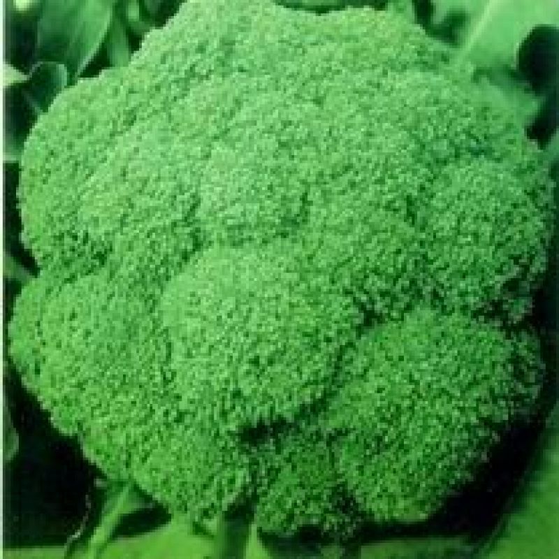 越冬菠菜10~15厘米