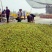 山东露天冬枣基地供应五十万亩现摘现发量大从优
