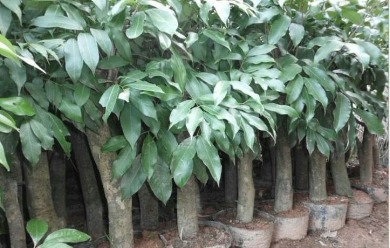 无核荔枝苗30~50cm