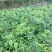 无核荔枝苗30~50cm