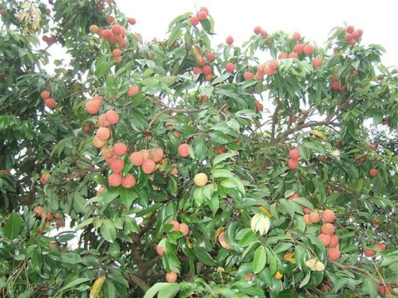 无核荔枝苗30~50cm