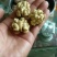 薄皮核桃去皮湿
