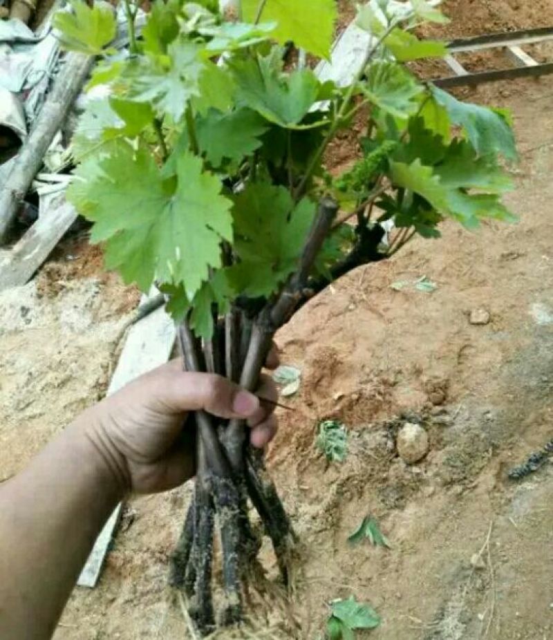 葡萄苗30~50cm2年